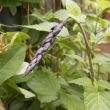 26 juni 2015 Salvia &Aacute;mistad'