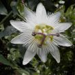 14 september 2015 Passiflora caerulea &acute;Constance Elliot&acute;